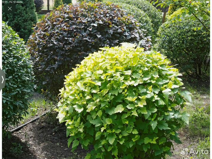 Саженцы пузыреплодника