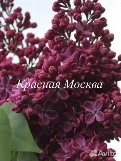 Сирень саженцы