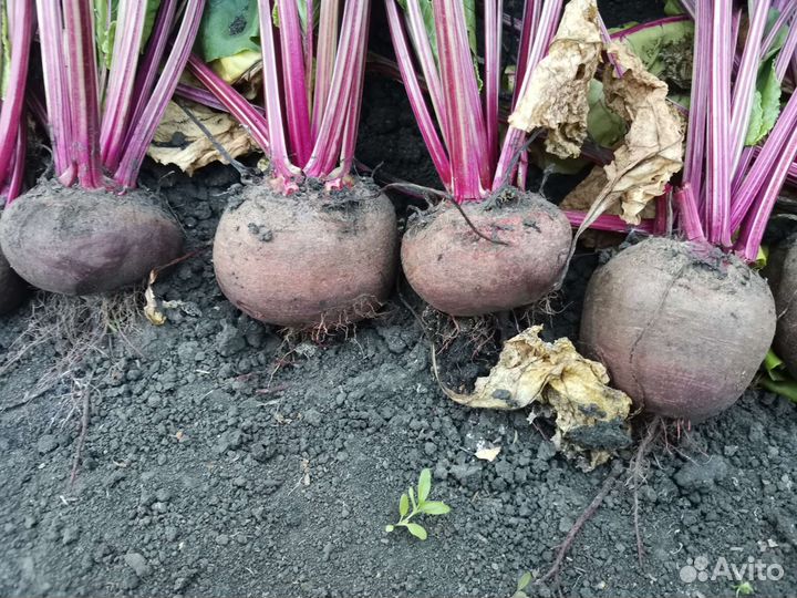 Свекла столовая (только с грядки)
