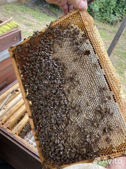 Мёд Натуральный Доставка