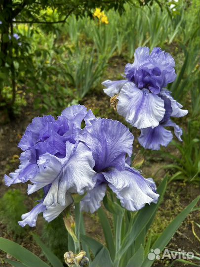 Ирис, хоста, гейхера