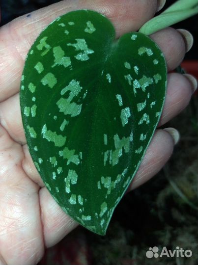 Сциндапсус триколор