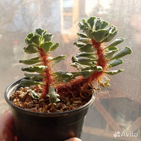 Суккуленты