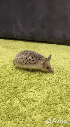 Декоративный ежик