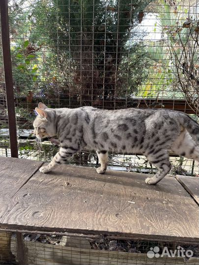 Бенгальский кот