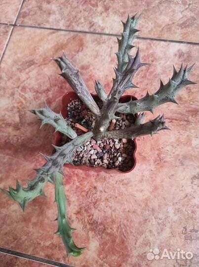 Caralluma hesperidum, edithcolea grandis