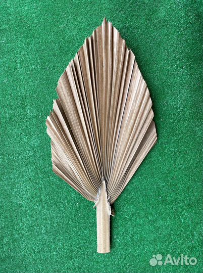 Листья пальмы