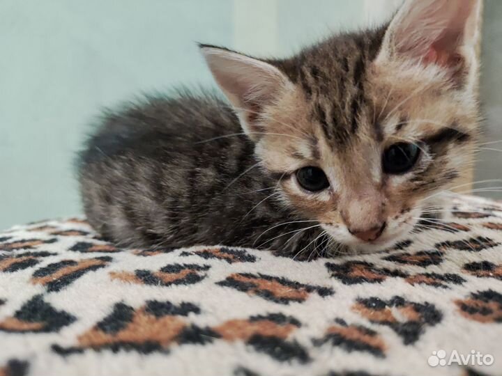 Котята 1,5 месяца