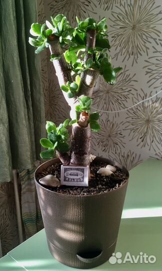 Толстянки/крассулы