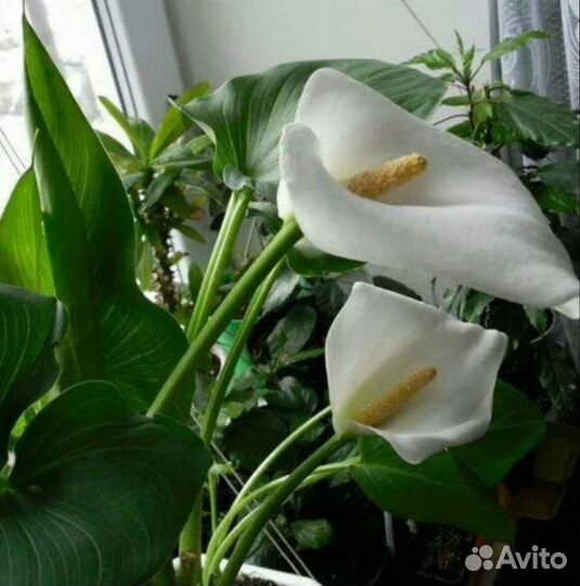 Калла белая комнатная
