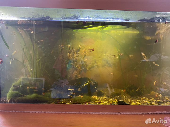 Аквариумные рыбки гуппи