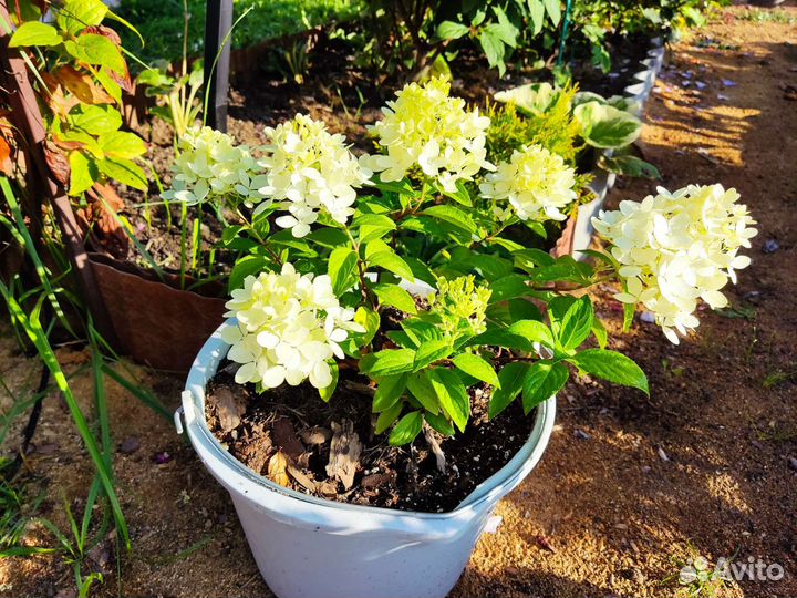 Гортензия Пандора, Панфлора, Паненка, Панорама