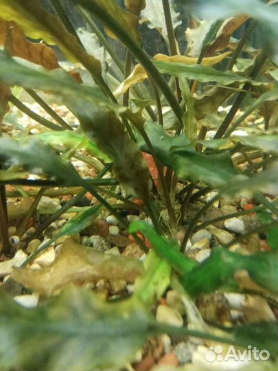 Криптокорина