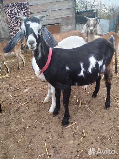 Коза котная, козел,козочка