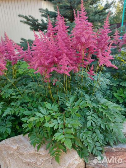 Астильба красная, махровая и др