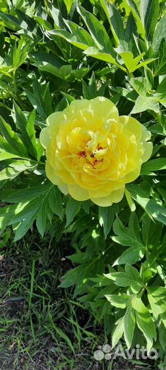 Пион Бартзелла