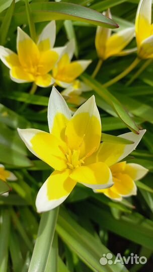 Садовые растения и цветы