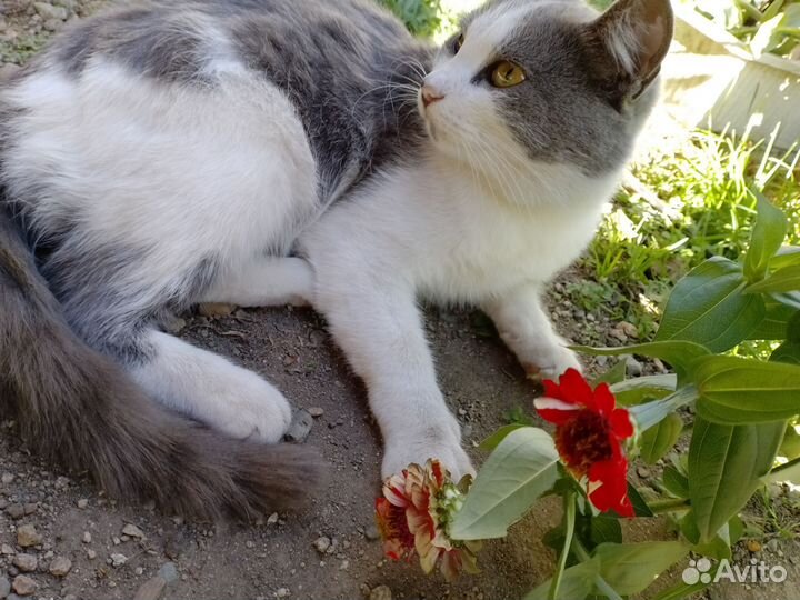 Кот в добрые руки