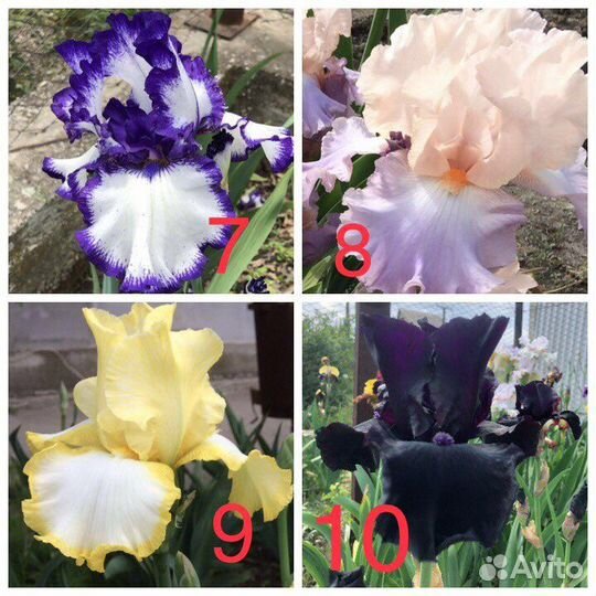 Ирисы бородатые