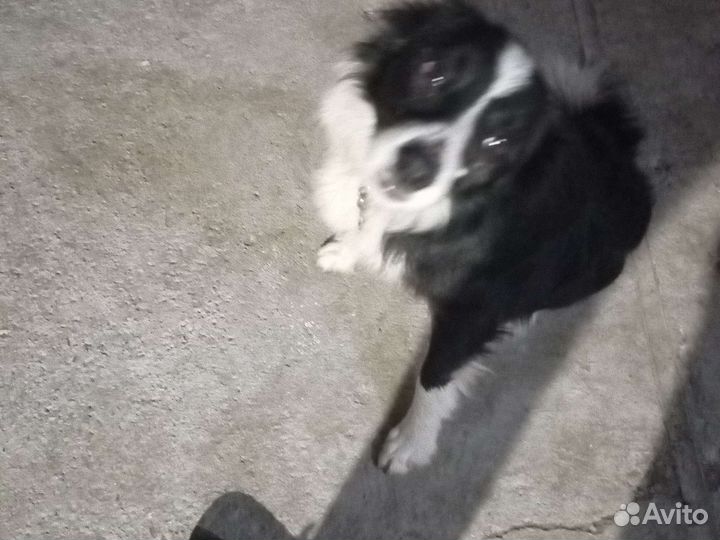 Щенки бордер колли мальчик