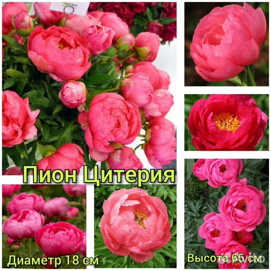 Пион