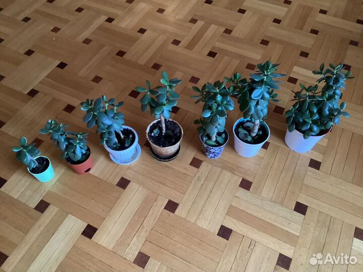 Денежное дерево толстянка