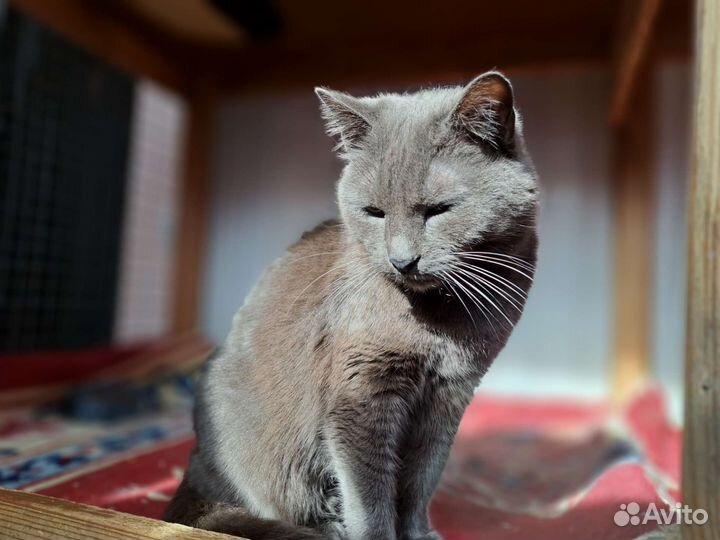 Кошка в дар