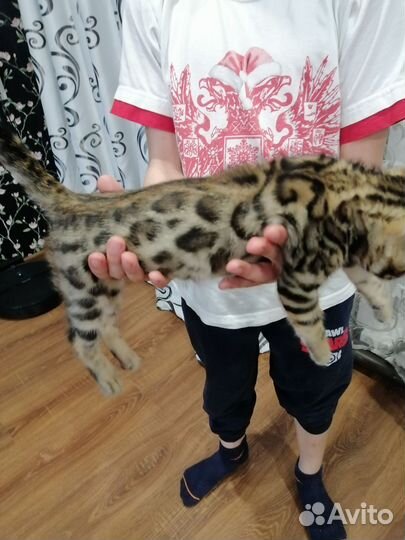 Бенгальские котята