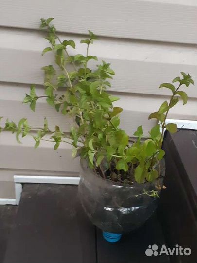 Мята апельсиновая Granada