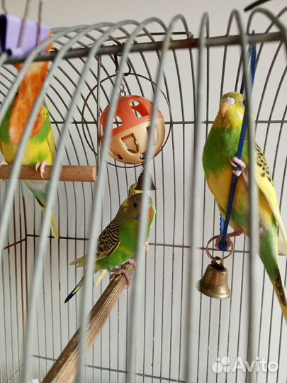 Волнистый попугай