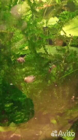 Теодоксус улитка