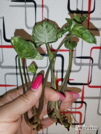 Сингониум годзилла