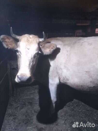 Корова дойная