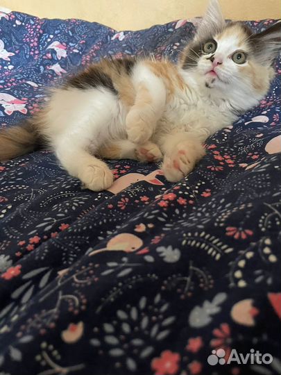 Отдам котенка в добрые руки