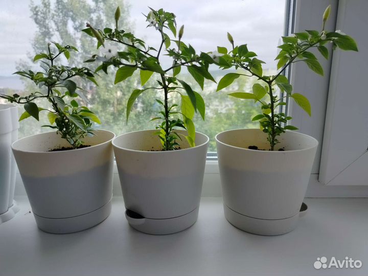 Перец домашний