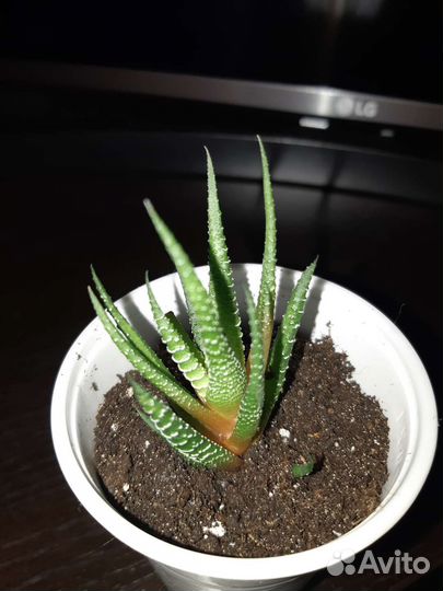 Сциндапсус расписной, суккуленты, толстянка