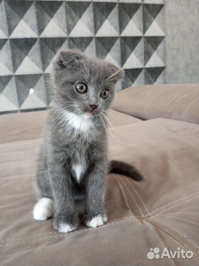 Шотландская