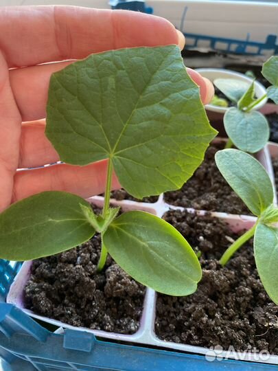 Рассада огурцов