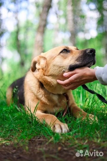 Молодая активная погибает в приюте