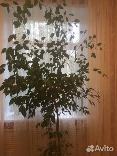 Фикус