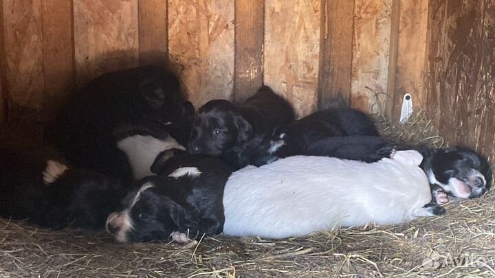 Щенки спаниель