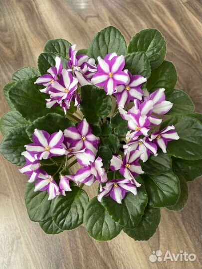 Сортовые фиалки