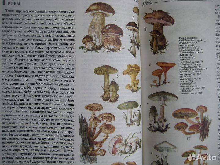 Энциклопедический словарь юного натуралиста