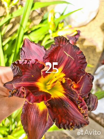 Лилейники сортовые