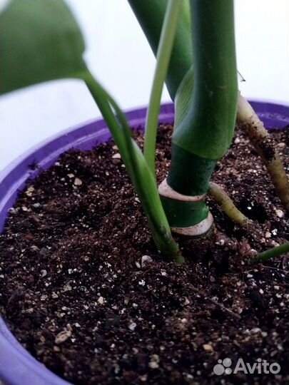 Монстера деликатесная