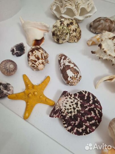 Морские ракушки раковины для аквариума