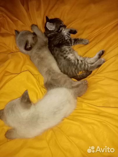 Котята в дар бесплатно