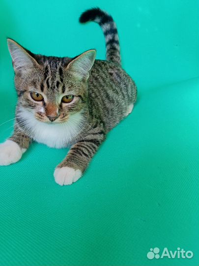 Котята бесплатно