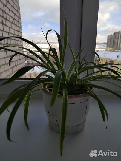 Хлорофитум