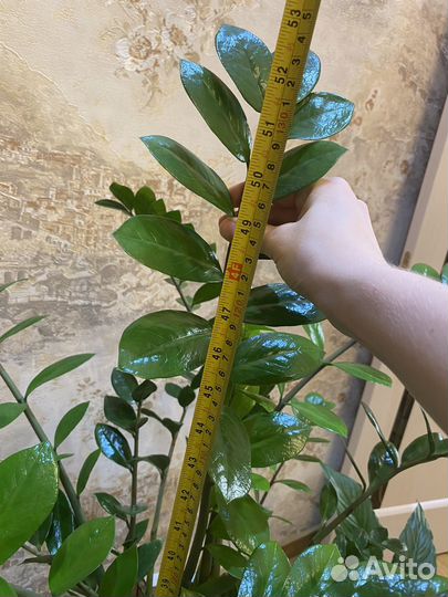 Замиокулькас